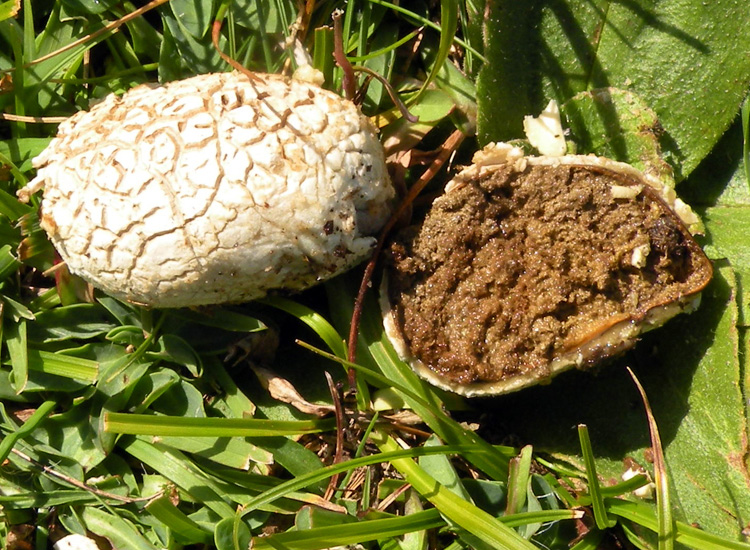 Gastromicete dei prati trentini